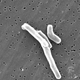 A scanning electron microscopic (SEM) image of the rod-shaped Mycobacterium tuberculosis.
